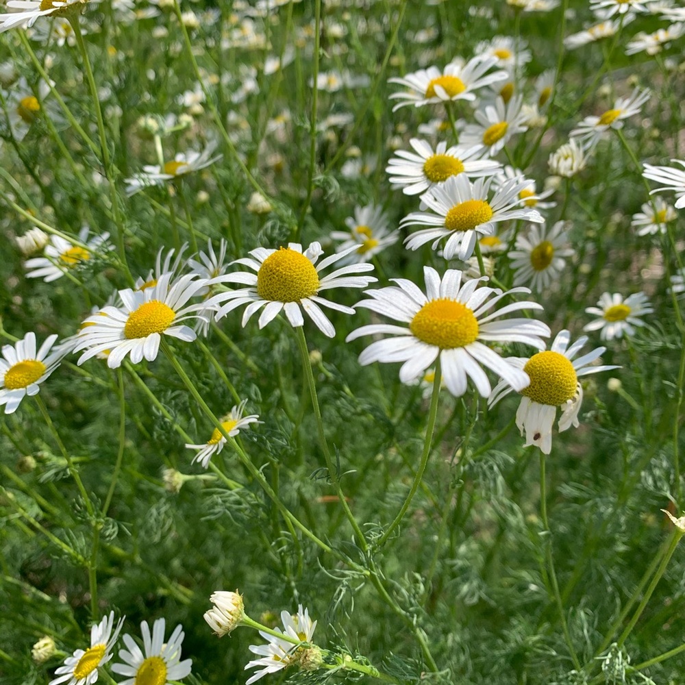 Meet your Posher, Clara